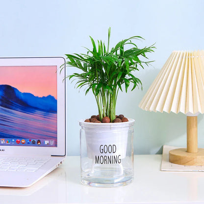 Flower Pot Automatic Water-Absorbing Flowerpot Transparent Double Layer Plastic Self Watering Planter Office